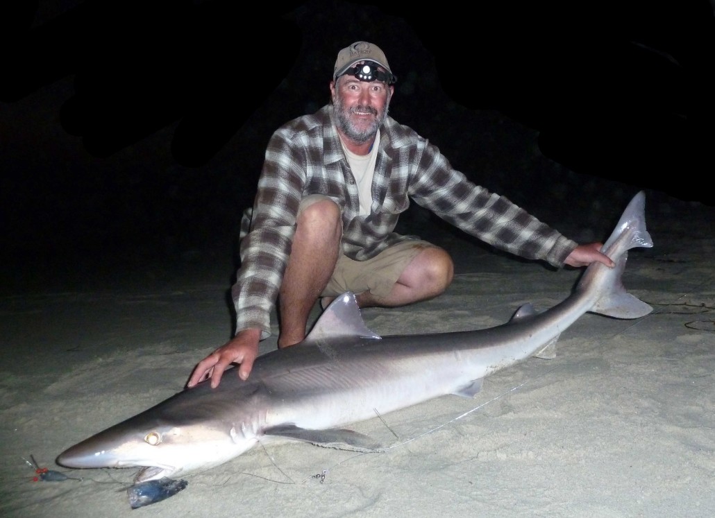 Hard Fighting Soupfin Shark caught by Squatch.