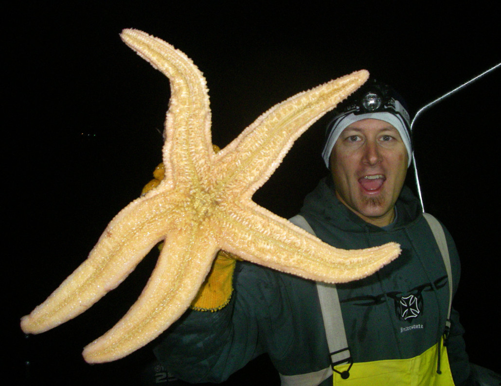 2 foot wide starfish
