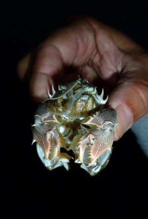 Spiny Mole Crab