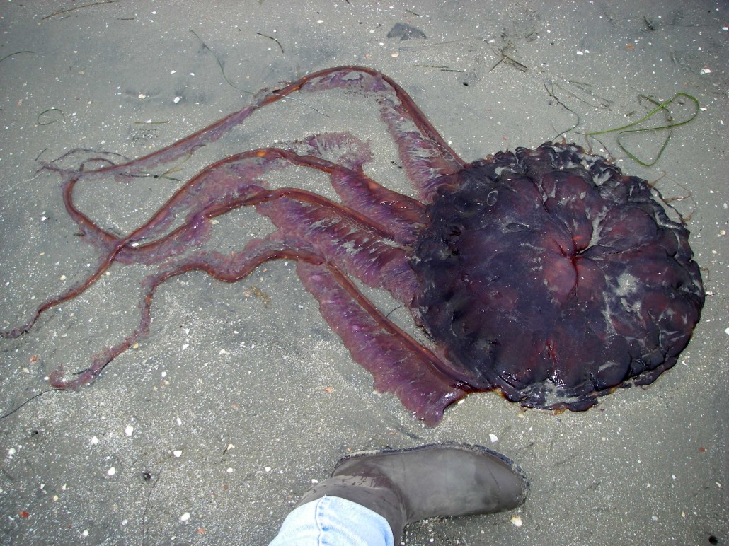 Monster Purple Jellyfish