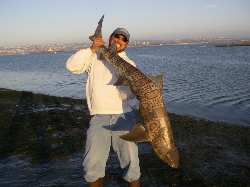 69 inch Leopard Shark