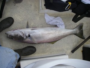 White Sea Bass