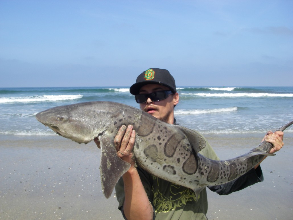 Josh's first Leopard Shark from the surf