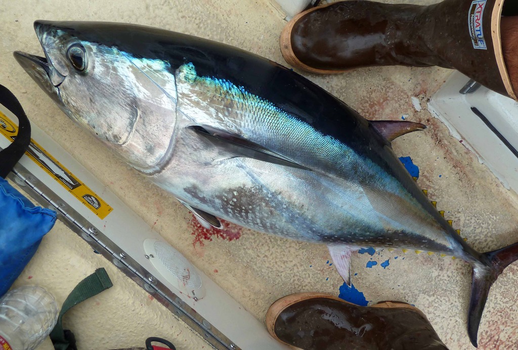 New Tuna Regulations In Effect by CA Dept of Fish & Wildlife