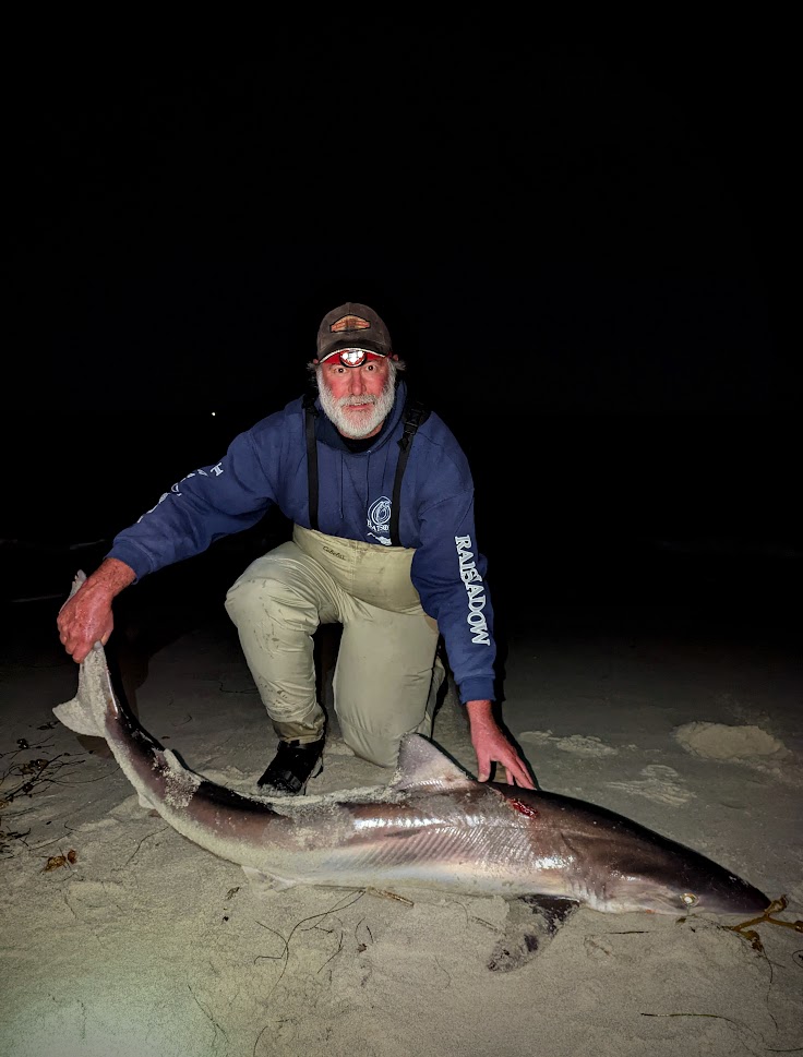 Rare soupfin shark caught and saved by Dana Point captain famous for  disentangling great white shark in surf line – Orange County Register